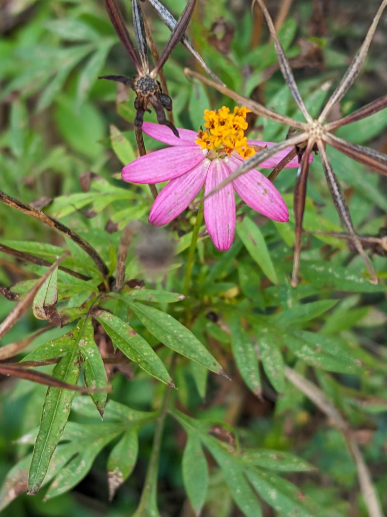 Imagem de Cosmos amarelo