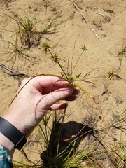 Cyperus grayioides