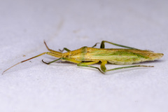 Stenodema laevigata