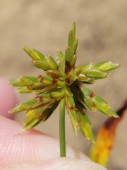 Cyperus grayioides
