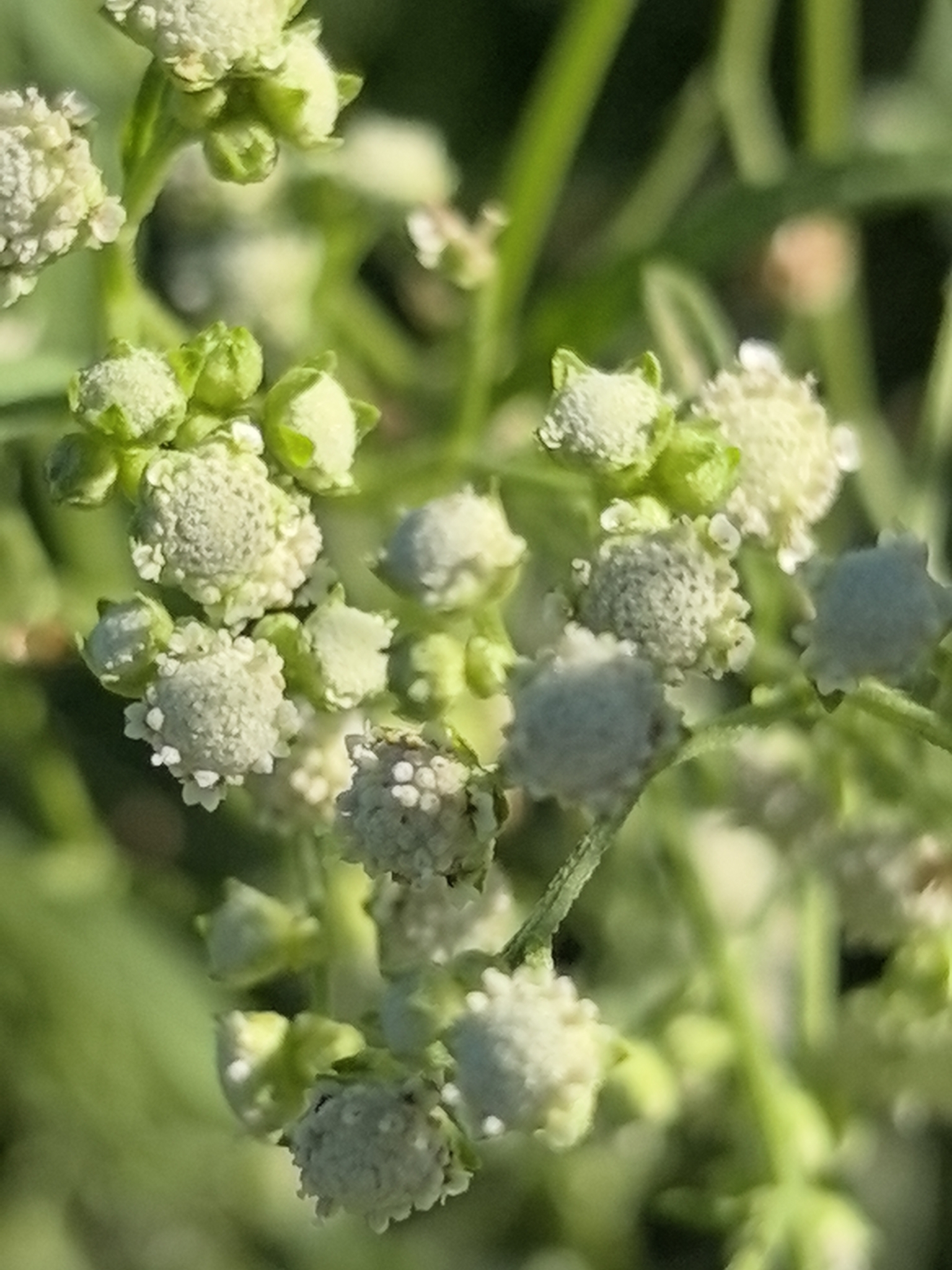 Parthenium hysterophorus — photo 2