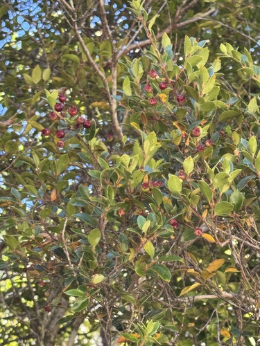 Foto de Luma