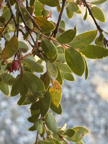Foto de Luma