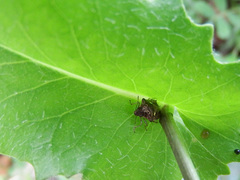 Eysarcoris guttigerus