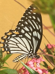 Papilio clytia lankesvara