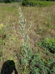 Chenopodium pratericola