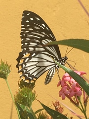 Papilio clytia lankesvara
