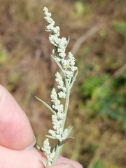 Chenopodium pratericola