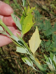 Chenopodium pratericola