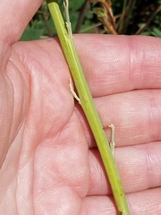Chenopodium pratericola