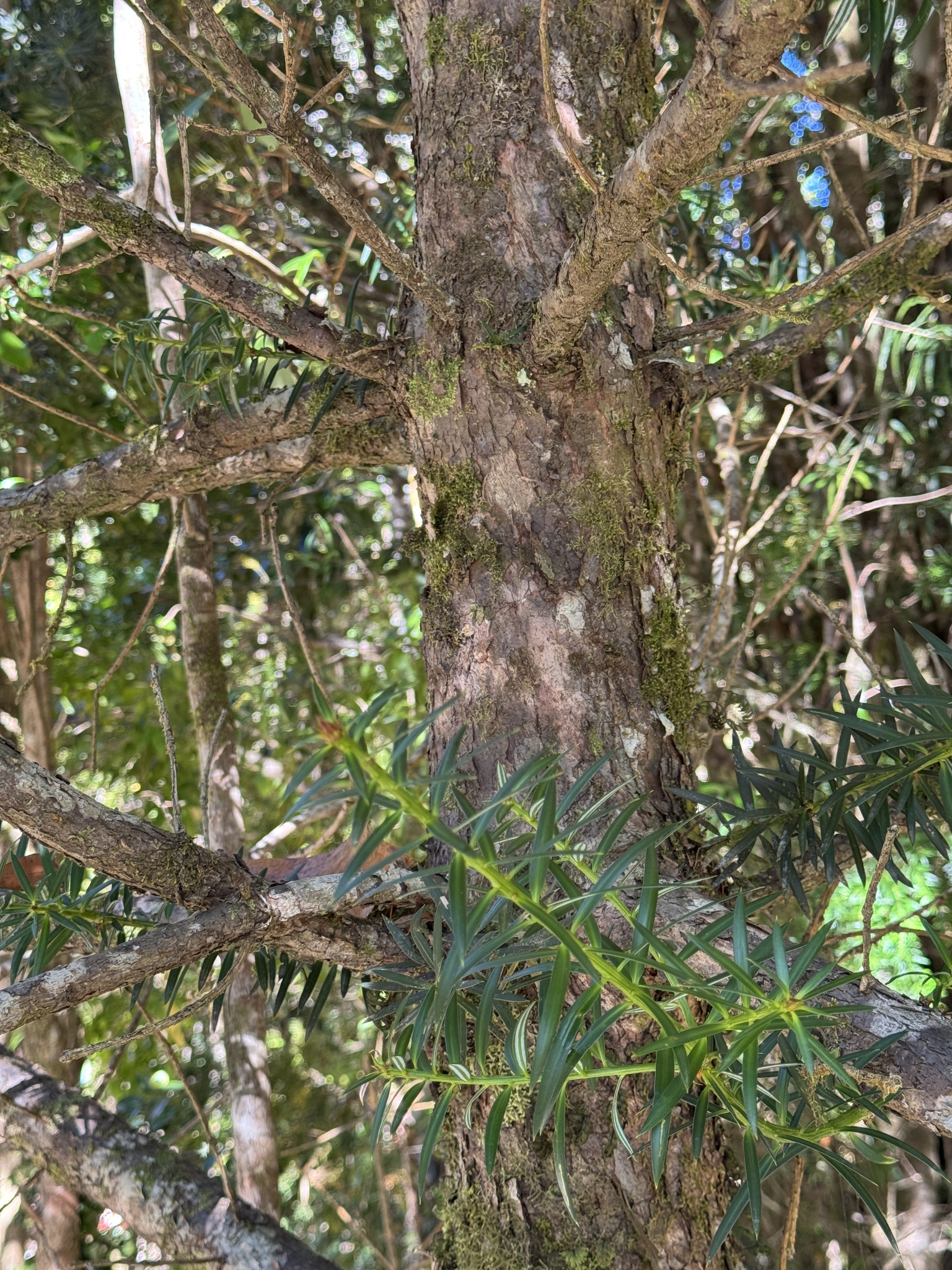 Imagem de Pinheiro-do-brejo