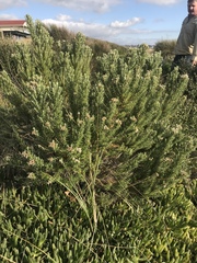 Ozothamnus turbinatus