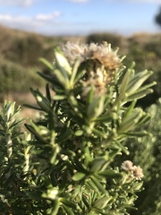 Ozothamnus turbinatus