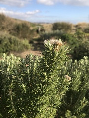 Ozothamnus turbinatus