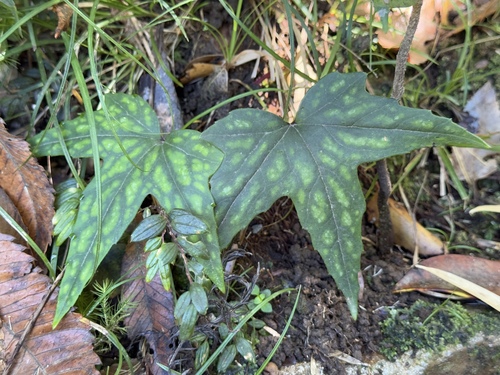 Knowltonia hepaticifolia, photograph 3