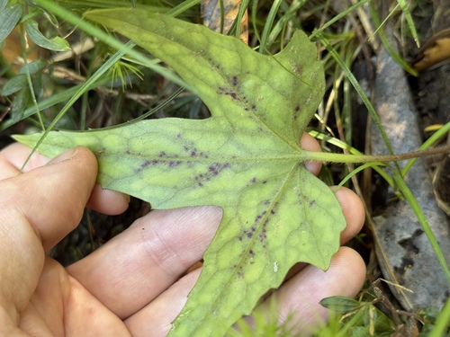 Knowltonia hepaticifolia, photograph 4