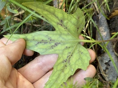 Knowltonia hepaticifolia, photograph Cody Hinchliff, CC BY, iNaturalist via GBIF