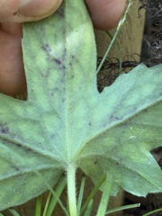 Knowltonia hepaticifolia, photograph Cody Hinchliff, CC BY, iNaturalist via GBIF