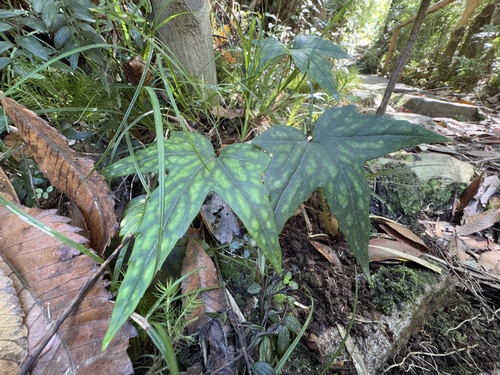 Knowltonia hepaticifolia, photograph 6