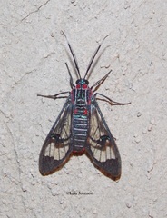 Eunomia colombina