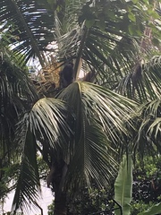 Semnopithecus vetulus