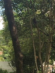 Semnopithecus vetulus