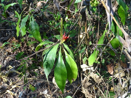 Image of Aphelandra scabra by (c) Alexis López Hernández, some rights reserved (CC BY)
