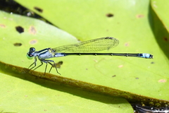 Ischnura pruinescens
