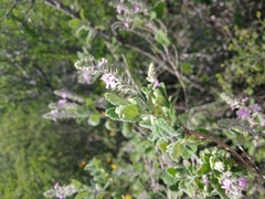 Aloysia macrostachya