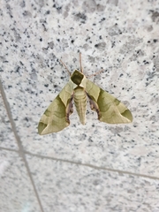 Callambulyx tatarinovii