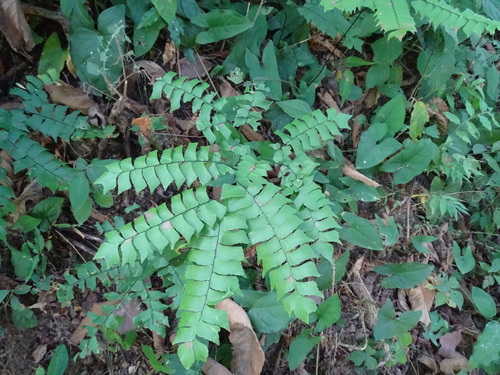 Image of Broadleaf Maidenhair (Adiantum latifolium) by (c) Alexis López Hernández, some rights reserved (CC BY)