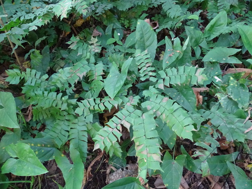 Image of Broadleaf Maidenhair (Adiantum latifolium) by (c) Alexis López Hernández, some rights reserved (CC BY)