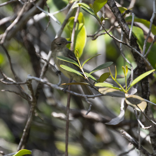 Rufous-crowned Elaenia (Elaenia ruficeps), photo 1