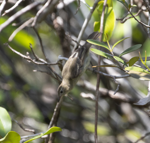 Rufous-crowned Elaenia (Elaenia ruficeps), photo 2