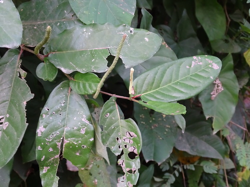 Foto de Pimenta-de-macaco