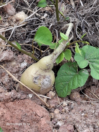 Rockroot (Agdestis clematidea)