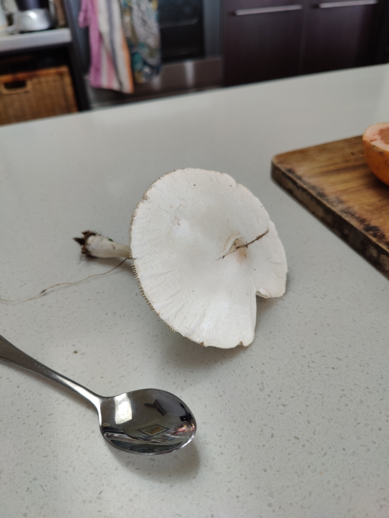 Leucocoprinus leucothites · January 2025 · photo: © russell_knutson (iNaturalist, cc-by)