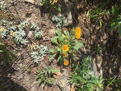 Erigeron aureus