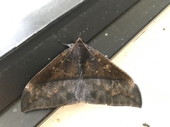 Ischyja