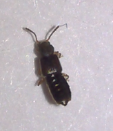 Carapelli Insect Carpelimus in July 2017 by pbuggy. 3mm body length antennae I found ...