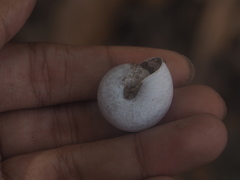 Elaphroconcha javacensis
