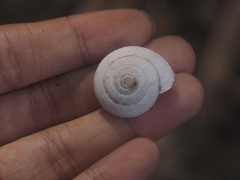 Elaphroconcha javacensis