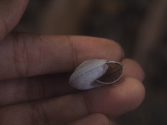 Elaphroconcha javacensis