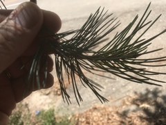 Pinus cembroides bicolor