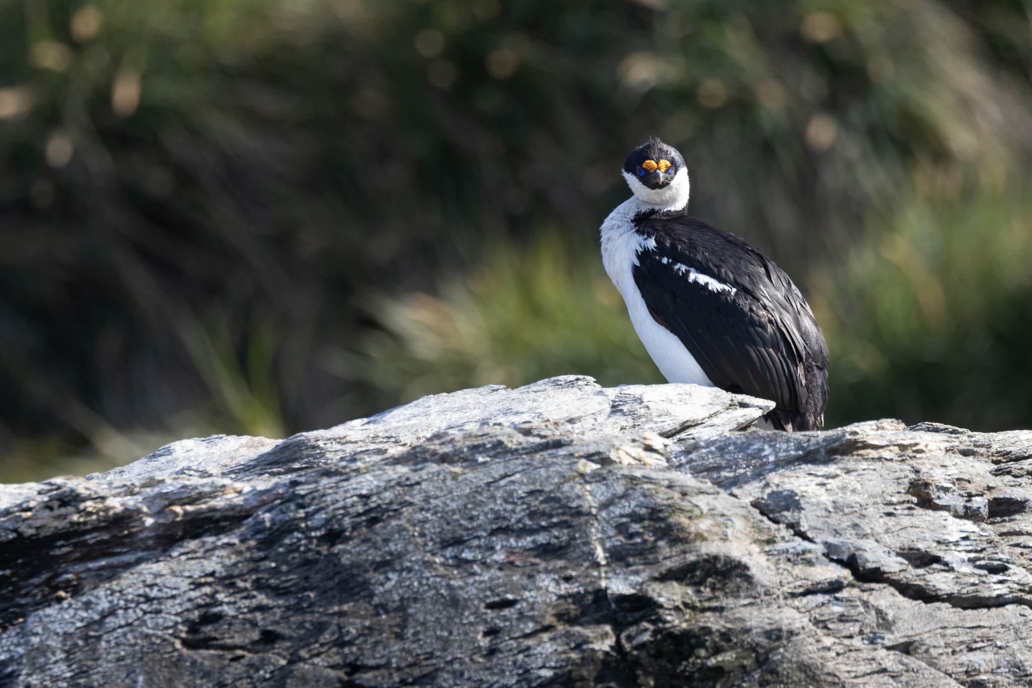 South Georgia Shag (Leucocarbo georgianus)