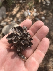 Pinus cembroides bicolor