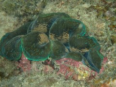 Tridacna crocea