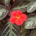 Flame Violet - Photo (c) gladys, some rights reserved (CC BY-NC), uploaded by gladys