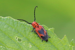 Tetraopes melanurus
