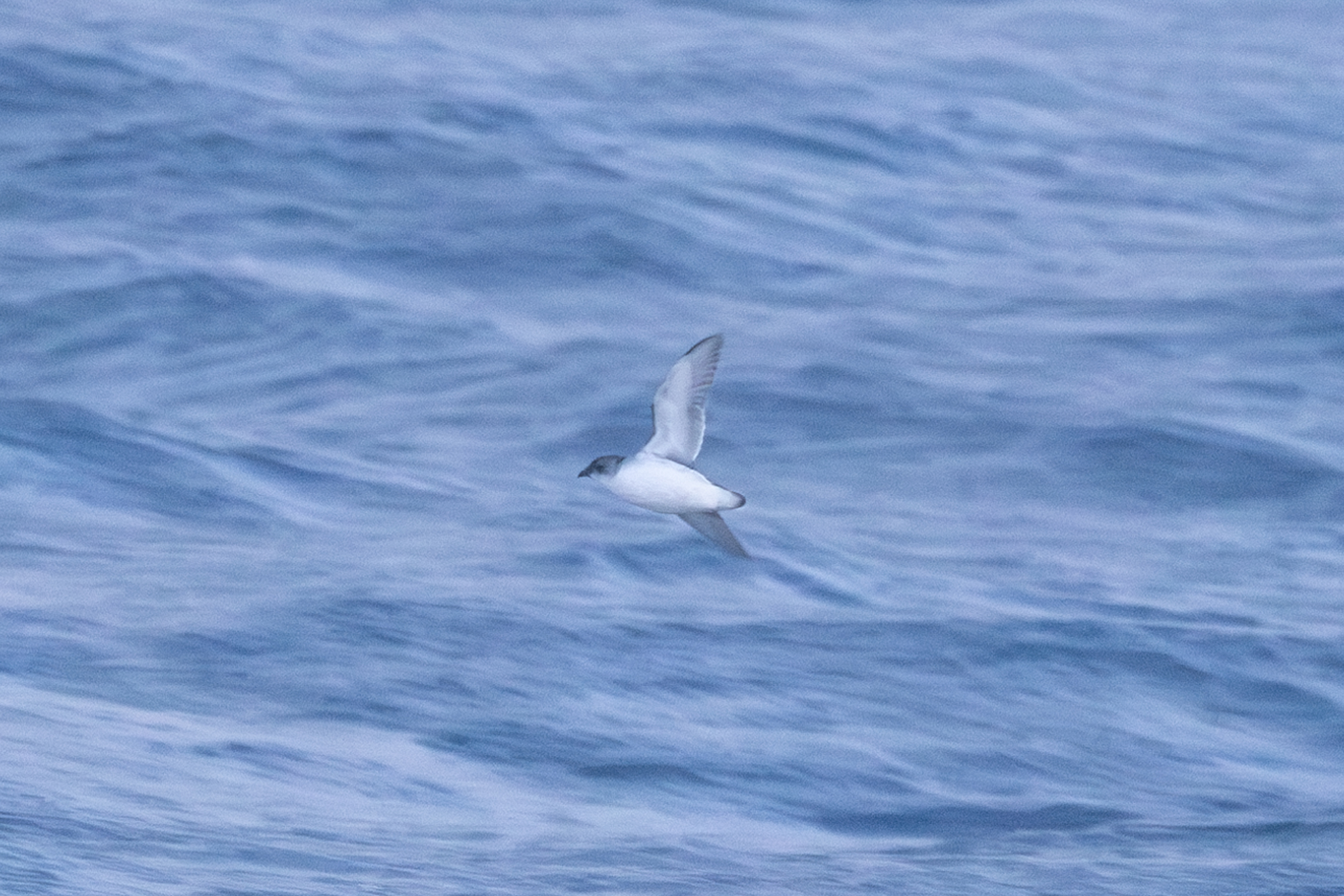 South Georgia Diving Petrel (Pelecanoides georgicus), photo 3
